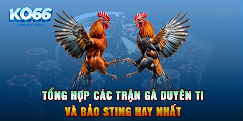 Tổng hợp các trận gà Duyên Ti và Bảo Sting hay nhất